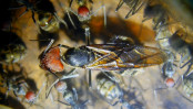 Noch geflügelte Camponotus singularis Königin