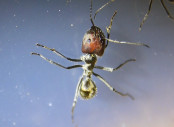 Camponotus singularis Majorarbeiterin.JPG