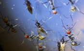 Camponotus singularis Männchen _1.jpg