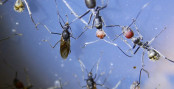 Camponotus singularis Männchen _2.jpg