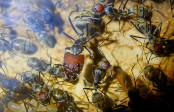 Camponotus singularis Majorarbeiterin größeres Exemplar