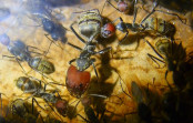 Camponotus singularis  Majorarbeiterin _2.jpg