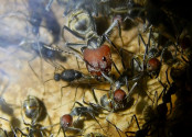 Camponotus singularis  Majorarbeiterin _3.jpg