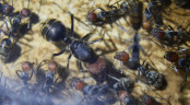 Umringte Camponotus singularis Königin _1.jpg