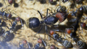 Umringte Camponotus singularis Königin _2.jpg