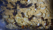 Messor cephalotes Larven -.jpg