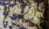 Messor cephalotes mit Larven.jpg