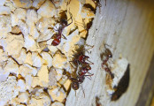 Messor cephalotes am Nestblockeingang.jpg