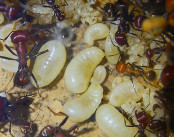 Messor cephalotes Eier.jpg