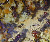 Messor cephalotes Puppen -!.jpg