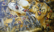 Camponotus singularis Larven.gif