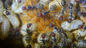 Camponotus singularis.jpg