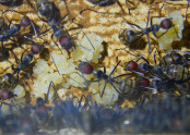 Camponotus singularis Eierpulks.jpg