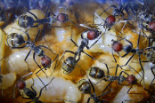 Camponotus singularis Larven -1.jpg