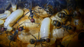 Camponotus singularis Larven -2.jpg