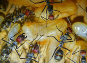 Camponotus singularis Larvenverpuppung.jpg