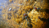 Camponotus singularis Reste von Verpuppungen.jpg