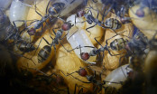 Camponotus singularis merkwürdige Larve.jpg