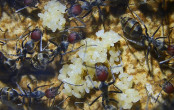 Camponotus singularis Eierpulks _2.jpg