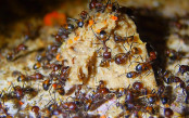 Camponotus nicobarensis bearbeiten Katzenfutter