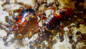 Camponotus nicobarensis zerlegen Schockoschabe