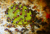Camponotus nicobarensis bearbeiten Weintraube.jpg