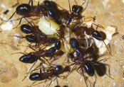 Camponotus barbaricus zerlegen Drohnenbrut