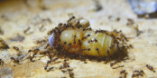 Pheidole sinica an Drohnenbrut