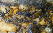 Camponotus singularis gerade geschlüpfte Jungköniginnen