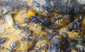 Camponotus singularis gerade geschlüpfte Jungköniginnen