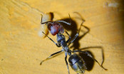 Camponotus singularis Majorearbeiterin mit<br />Camponotus barbarikus Puppe