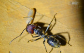 Camponotus singularis Majorearbeiterin mit<br />Camponotus barbarikus Puppe