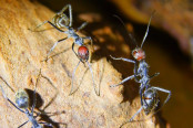 Camponotus singularis auf Erkundung.jpg