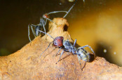 Camponotus singularis auf Futtersuche.jpg