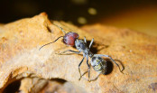 Camponotus singularis Majore auf Futtersuche.jpg