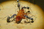 Camponotus singularis futtern Schockoschabe.jpg