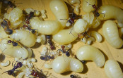 Messor cephalotes Königinnenlarven