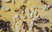 Messor cephalotes Larven
