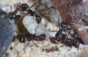 Messor cephalotes Mehlkäferpuppenzerkleinerung