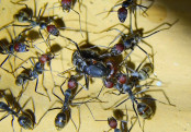 Camponotus singularis