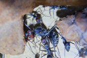 Camponotus singularis  Königin in Not