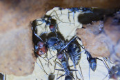 Camponotus singularis  Königin in Not