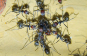 Camponotus singularis