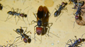 Camponotus singularis