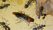 Camponotus singularis