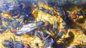 Camponotus singularis Königinnen