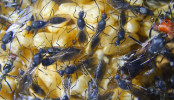 Camponotus singularis  Männchen mit Königin