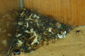 Messor cephalotes Müllhaufen.jpg