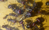 Messor cephalotes futtern Heimchen.jpg