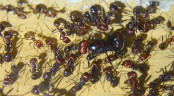 Messor cephalotes Königin mit Hilfsarbeiterinnen -2.jpg